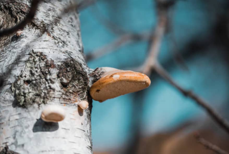 Magic Mushroom